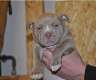American bull Terrier Welpe gechipt...